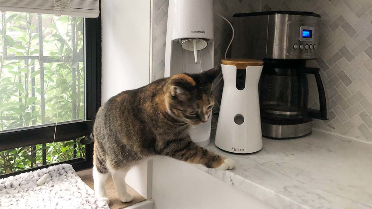 Cat cam